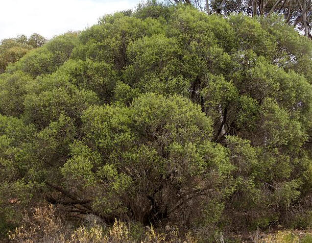 Melaleuca lanceolata