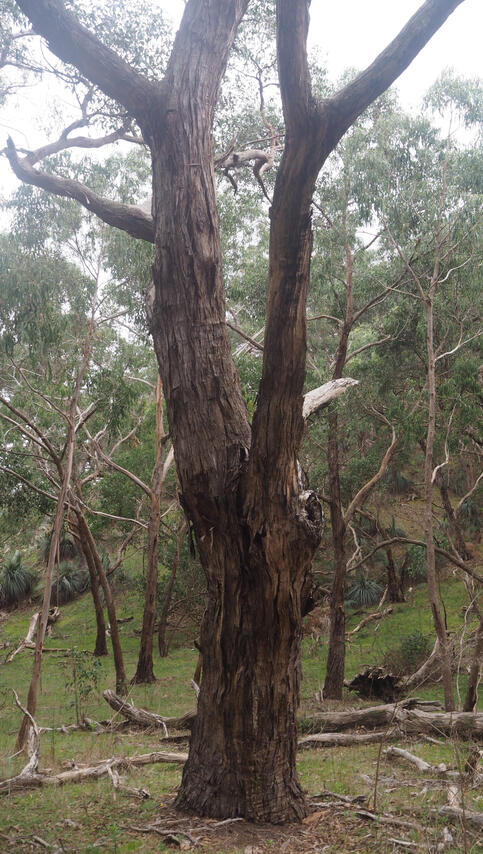 Eucalyptus baxteri