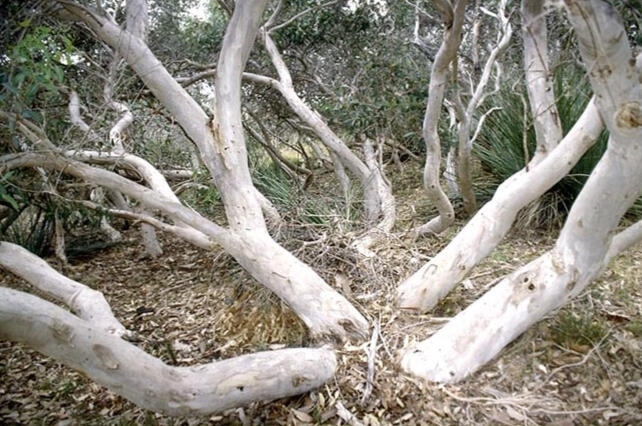 Eucalyptus cosmophylla