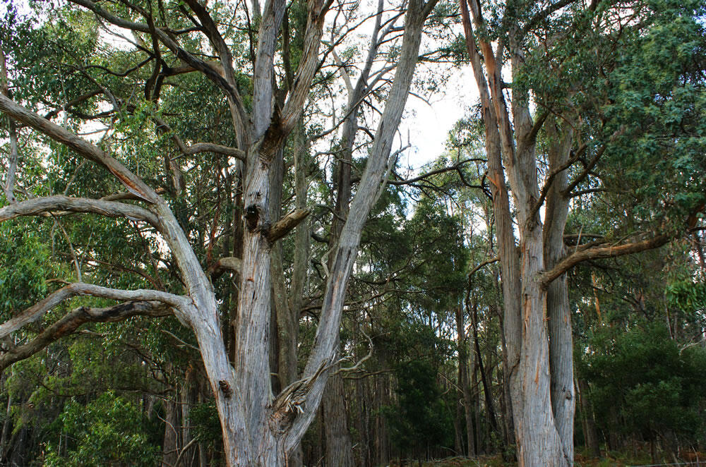 https://plantselector.botanicgardens.sa.gov.au/Plants/Details/3553
