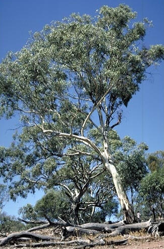 Eucalyptus leucoxylon