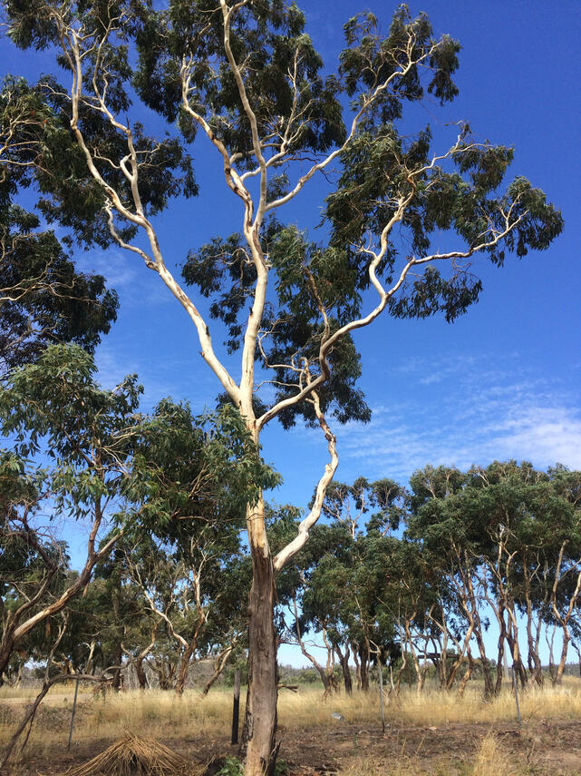 Eucalyptus fasciculosa