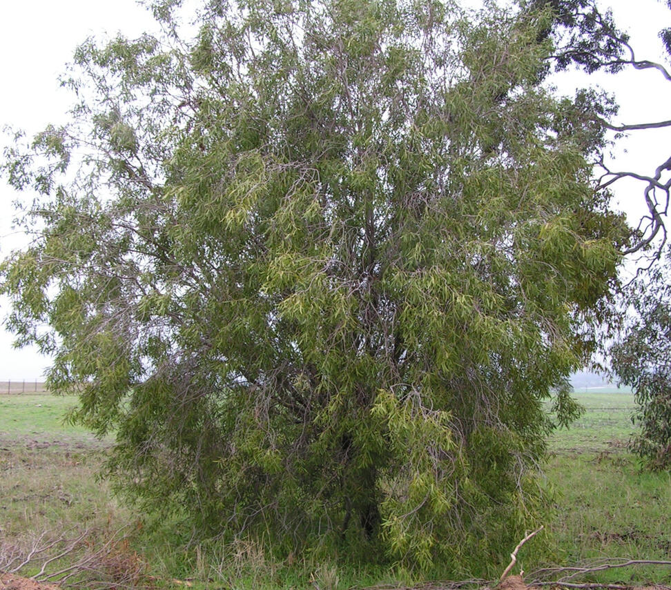 Pittosporum angustifolium