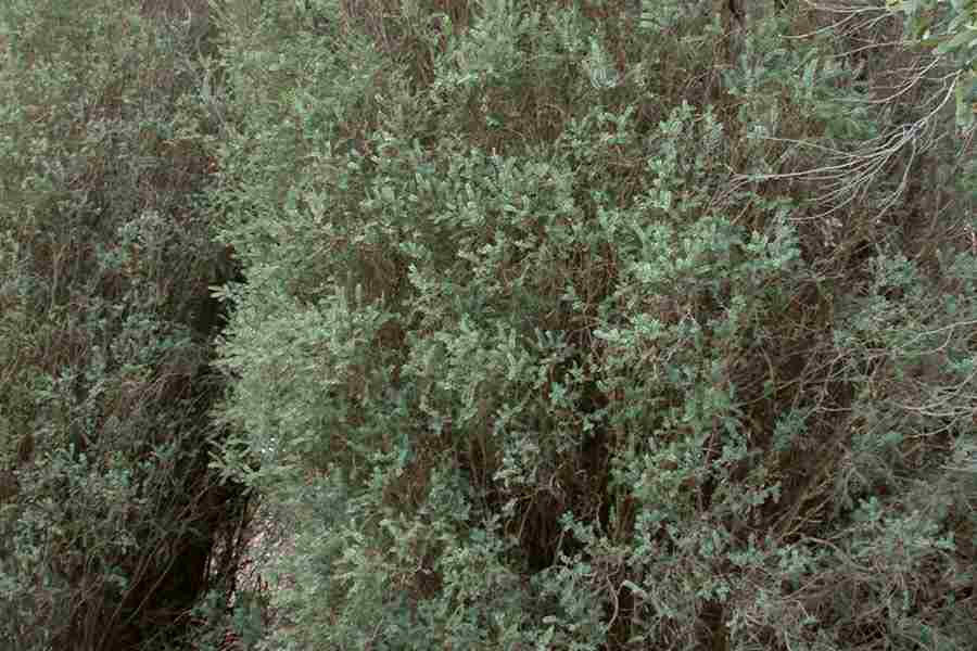 Melaleuca decussata