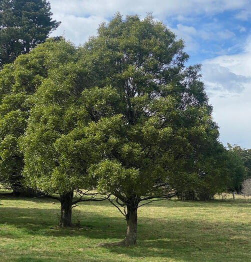 Acacia melanoxlyn