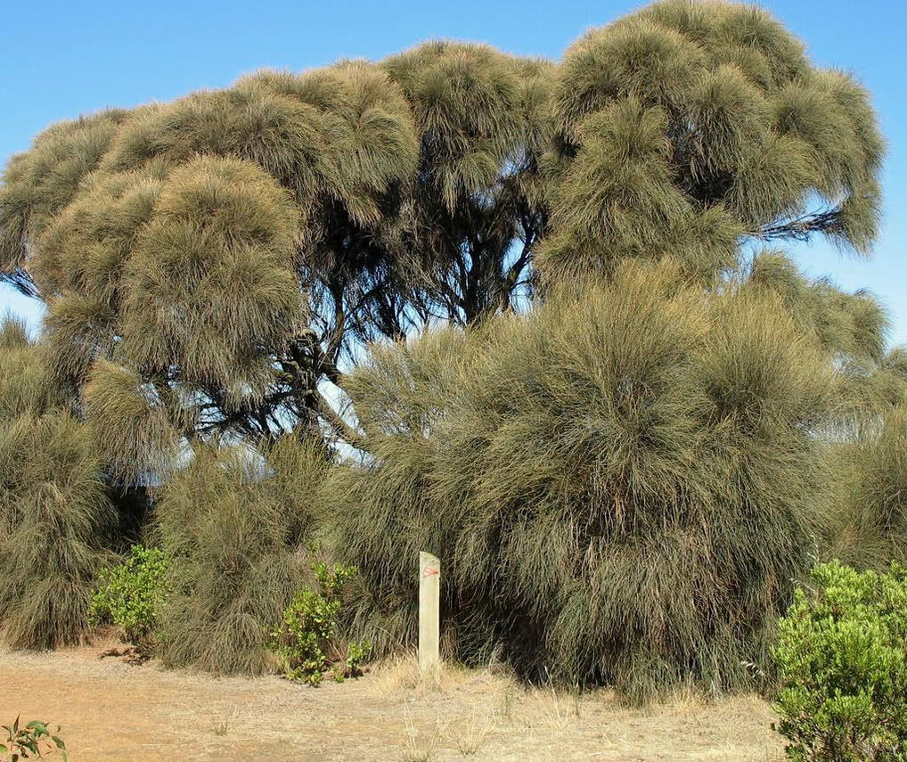 Allocasuarina verticillata