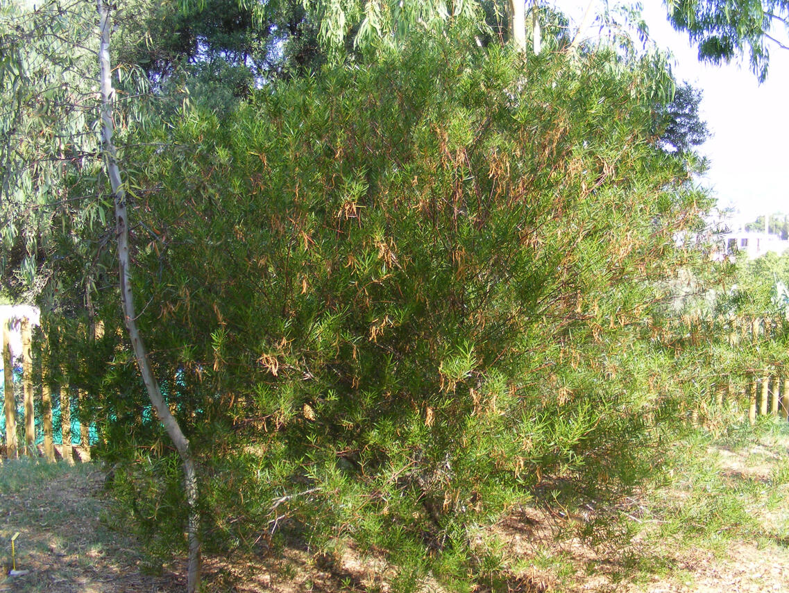 Acacia dodonaeifolia