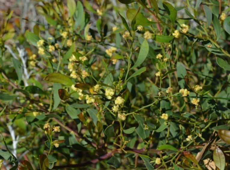 Acacia myrtifolia