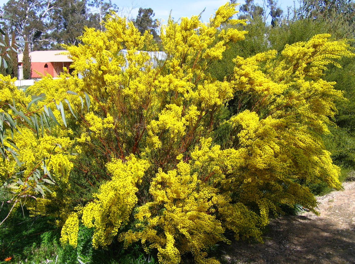 Acacia acinacea